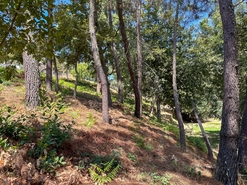 Terreno R�stico - Lufrei, Amarante, Porto - Miniatura: 3/11