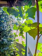 Moradia - Amarante, Amarante, Porto - Miniatura: 33/55