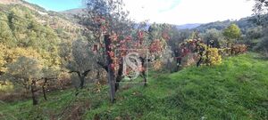 Terreno R�stico - Candemil, Amarante, Porto - Miniatura: 9/17