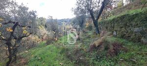 Terreno R�stico - Candemil, Amarante, Porto - Miniatura: 12/17