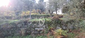 Terreno R�stico - Candemil, Amarante, Porto - Miniatura: 16/17