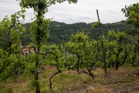 Moradia T2 - Bustelo, Amarante, Porto - Miniatura: 29/38