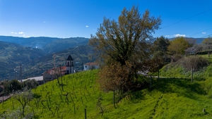 Terreno R�stico - Ancede, Bai�o, Porto - Miniatura: 6/25