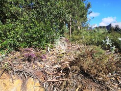 Terreno R�stico T0 - Alfena, Valongo, Porto - Miniatura: 10/10