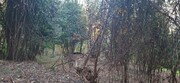 Terreno R�stico - Vilela, Amares, Braga - Miniatura: 7/9