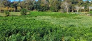 Terreno R�stico - Fiscal, Amares, Braga - Miniatura: 3/4