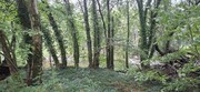 Terreno R�stico - Torre, Amares, Braga - Miniatura: 7/9
