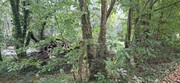 Terreno R�stico - Torre, Amares, Braga - Miniatura: 8/9