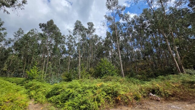 Terreno R�stico - Mosteiro, Vieira do Minho, Braga - Imagem grande