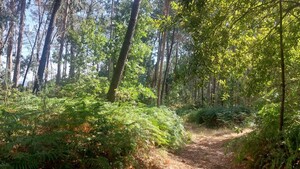 Terreno R�stico - Vilela, Amares, Braga