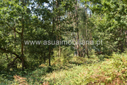 Terreno Rstico - Fiscal, Amares, Braga - Miniatura: 7/7