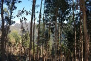 Terreno R�stico - Rio Caldo, Terras de Bouro, Braga - Miniatura: 2/9