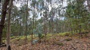 Terreno R�stico - Mosteiro, Vieira do Minho, Braga - Miniatura: 7/9