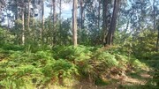Terreno R�stico - Vilela, Amares, Braga - Miniatura: 1/4