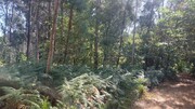 Terreno R�stico - Vilela, Amares, Braga - Miniatura: 2/4