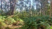 Terreno R�stico - Vilela, Amares, Braga - Miniatura: 3/4