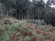 Terreno R�stico - Caldelas, Amares, Braga - Miniatura: 3/9
