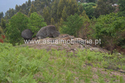 Terreno R�stico - Tabua�as, Vieira do Minho, Braga - Miniatura: 2/6