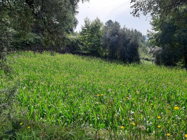 Terreno R�stico - Valdosende, Terras de Bouro, Braga - Imagem grande