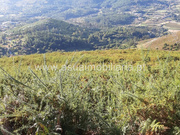 Terreno Rstico - Caldelas, Amares, Braga - Miniatura: 6/9