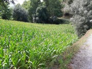 Terreno R�stico - Valdosende, Terras de Bouro, Braga - Miniatura: 4/9