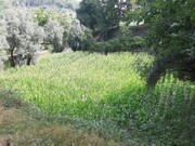 Terreno R�stico - Valdosende, Terras de Bouro, Braga - Miniatura: 8/9