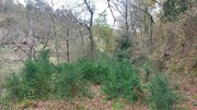 Terreno R�stico - Caldelas, Amares, Braga - Miniatura: 4/9