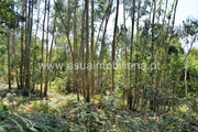 Terreno R�stico - Fiscal, Amares, Braga - Miniatura: 2/7