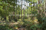 Terreno R�stico - Fiscal, Amares, Braga - Miniatura: 4/7