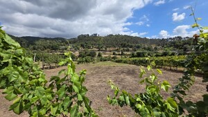 Terreno R�stico - Mosteiro, Vieira do Minho, Braga