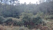 Terreno R�stico - Chamoim, Terras de Bouro, Braga - Miniatura: 2/4