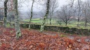 Terreno R�stico - Rossas, Vieira do Minho, Braga - Miniatura: 1/8