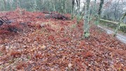 Terreno R�stico - Rossas, Vieira do Minho, Braga - Miniatura: 5/8