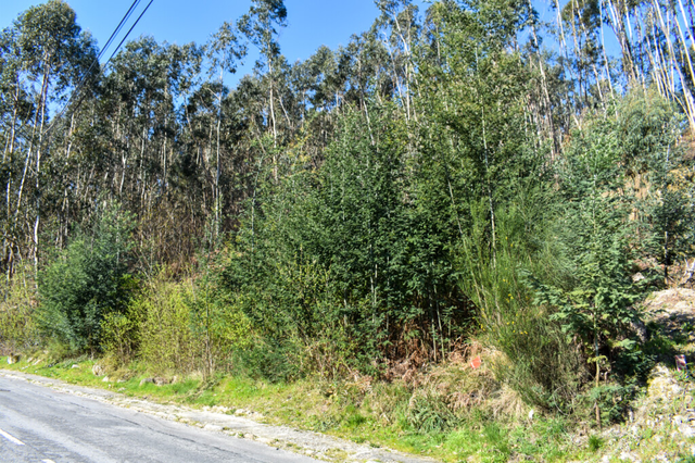 Terreno R�stico - Vieira do Minho, Vieira do Minho, Braga - Imagem grande