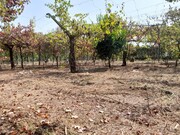 Terreno Rstico - Ferreiros, Amares, Braga - Miniatura: 5/6