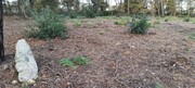 Terreno R�stico - Ferreiros, Amares, Braga - Miniatura: 5/8
