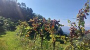 Terreno R�stico - Vilela, Amares, Braga - Miniatura: 2/9