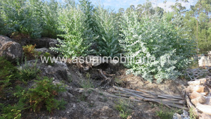Terreno R�stico - Valdosende, Terras de Bouro, Braga