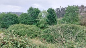 Terreno R�stico - Guilhofrei, Vieira do Minho, Braga