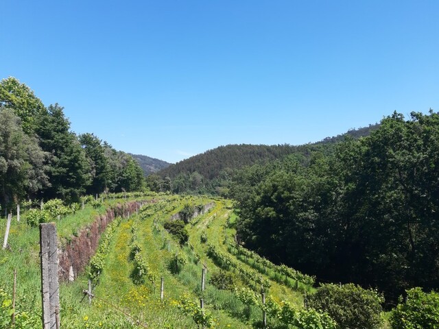 Terreno R�stico - Bouro (Santa Maria), Amares, Braga - Imagem grande