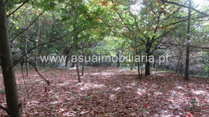 Terreno R�stico - Bouro (Santa Maria), Amares, Braga