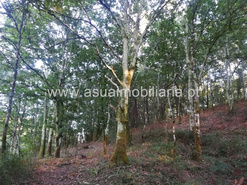Terreno R�stico - Torre, Amares, Braga