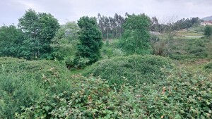 Terreno R�stico - Guilhofrei, Vieira do Minho, Braga