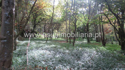 Terreno R�stico - Bouro (Santa Maria), Amares, Braga - Miniatura: 5/9