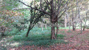 Terreno R�stico - Bouro (Santa Maria), Amares, Braga - Miniatura: 7/9