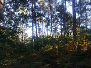 Terreno R�stico - Torre, Amares, Braga - Miniatura: 2/4