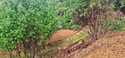 Terreno R�stico - Cani�ada, Vieira do Minho, Braga - Miniatura: 4/9