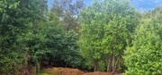 Terreno R�stico - Cani�ada, Vieira do Minho, Braga - Miniatura: 7/9