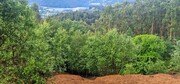 Terreno R�stico - Cani�ada, Vieira do Minho, Braga - Miniatura: 9/9