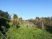 Terreno R�stico - Ferreiros, Amares, Braga - Miniatura: 1/6